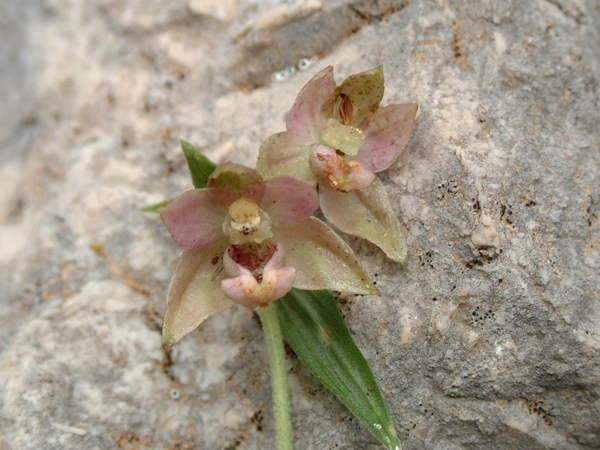 Epipactis helleborine